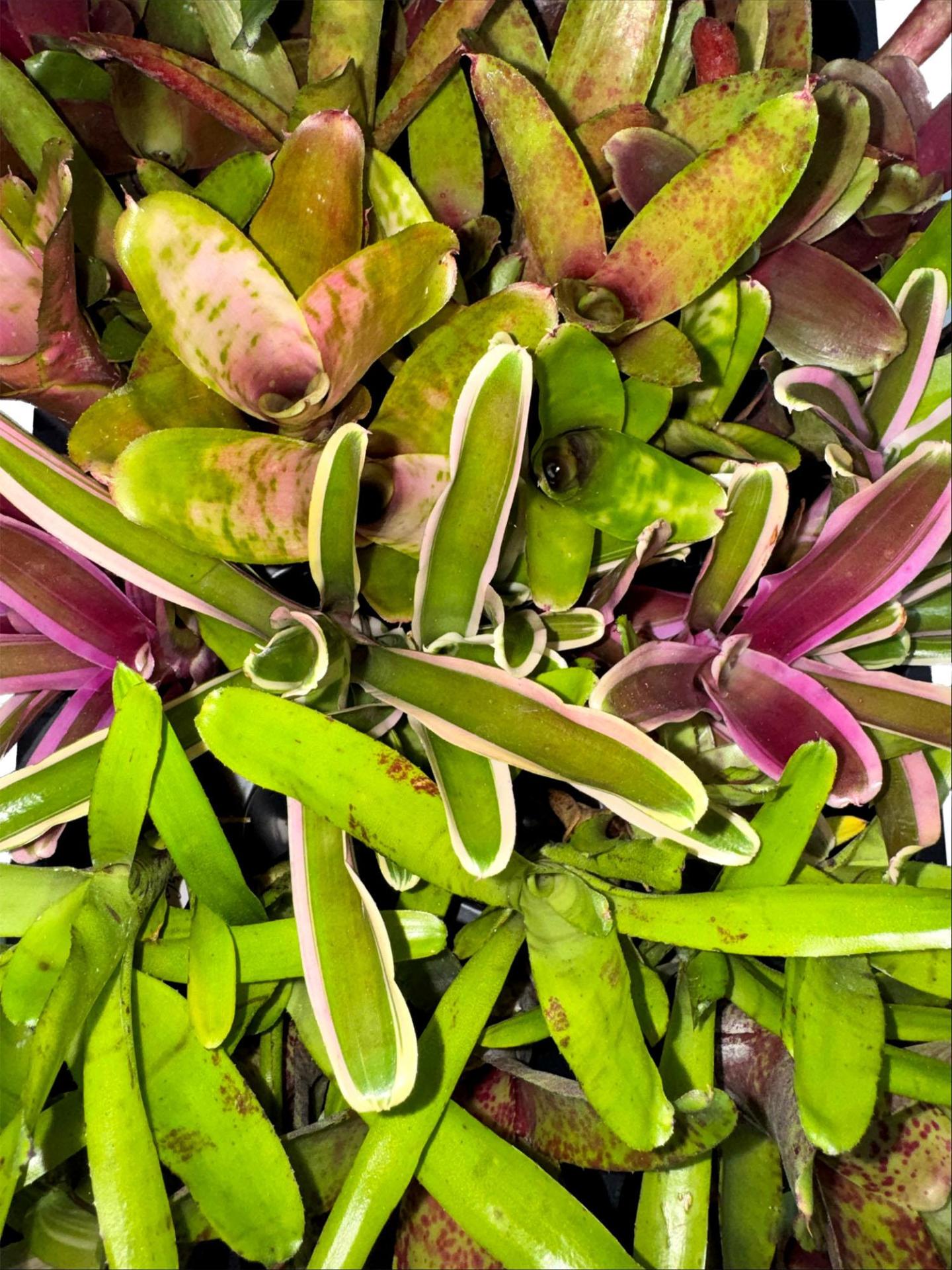 Bromeliad Pups (Assorted Grower's Choice)