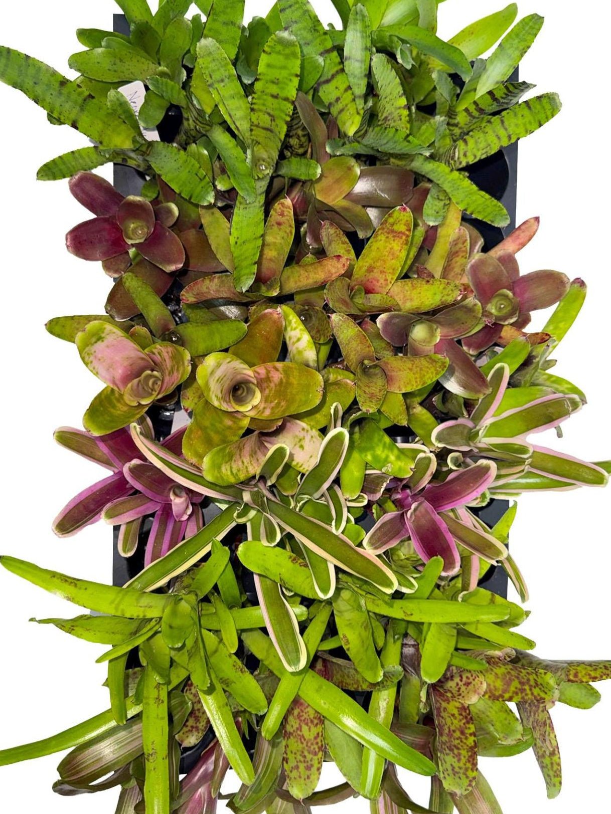 Bromeliad Pups (Assorted Grower's Choice)