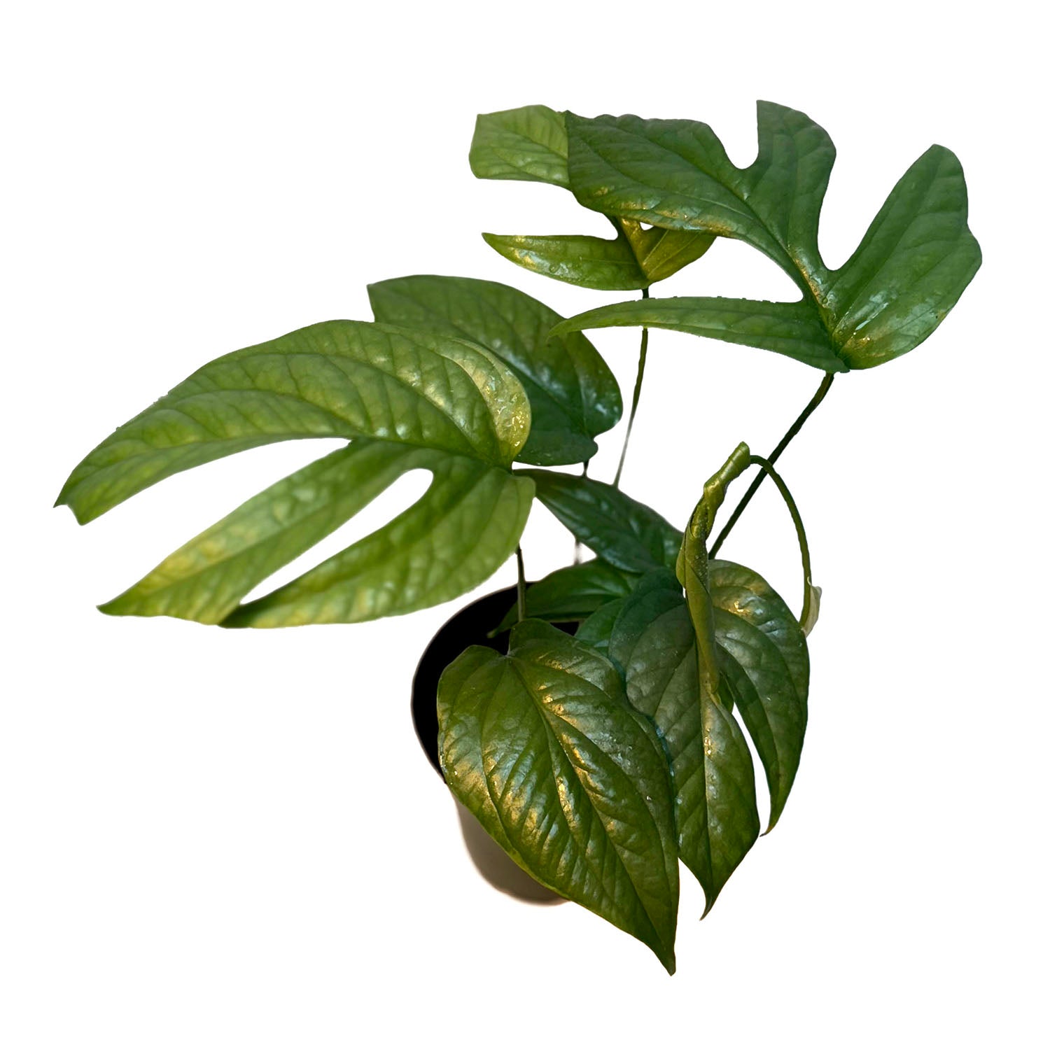 CF 4" Spiderman Monstera Amydrium Potted Plant
