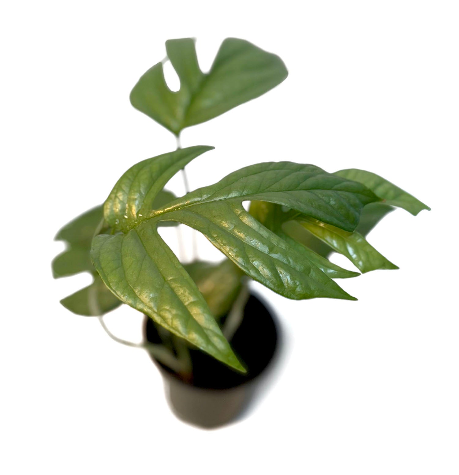CF 4" Spiderman Monstera Amydrium Potted Plant