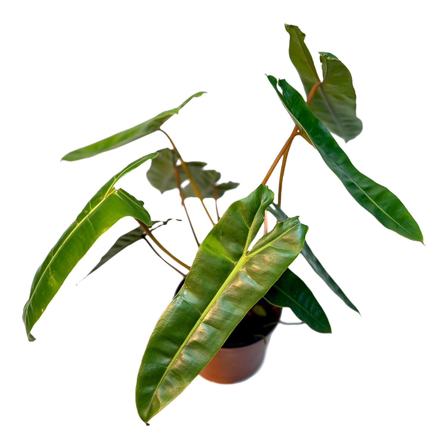 CF 6" Philodendron Billietiae Potted Plant