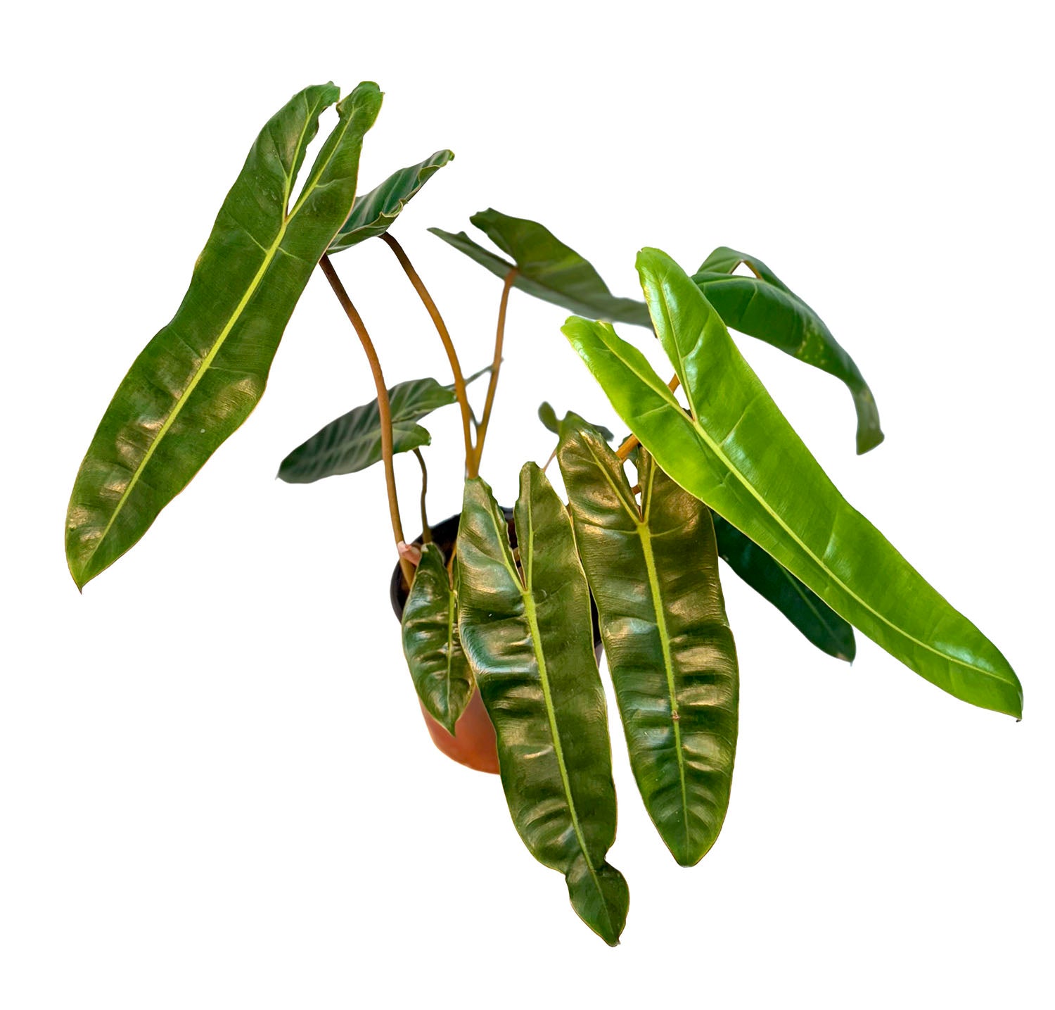 CF 6" Philodendron Billietiae Potted Plant