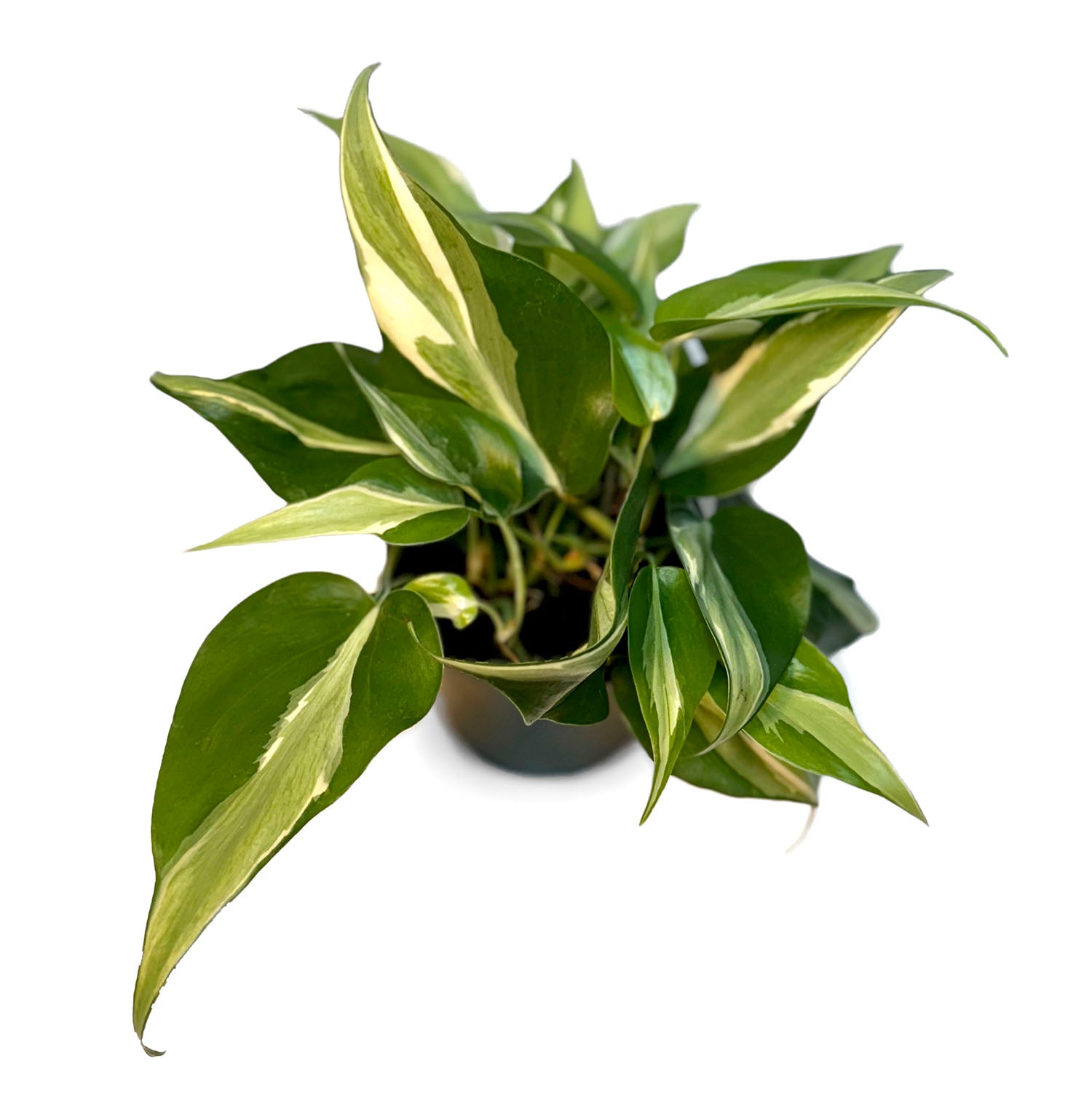 CF 4" Philodendron Silver Stripe Potted Plant