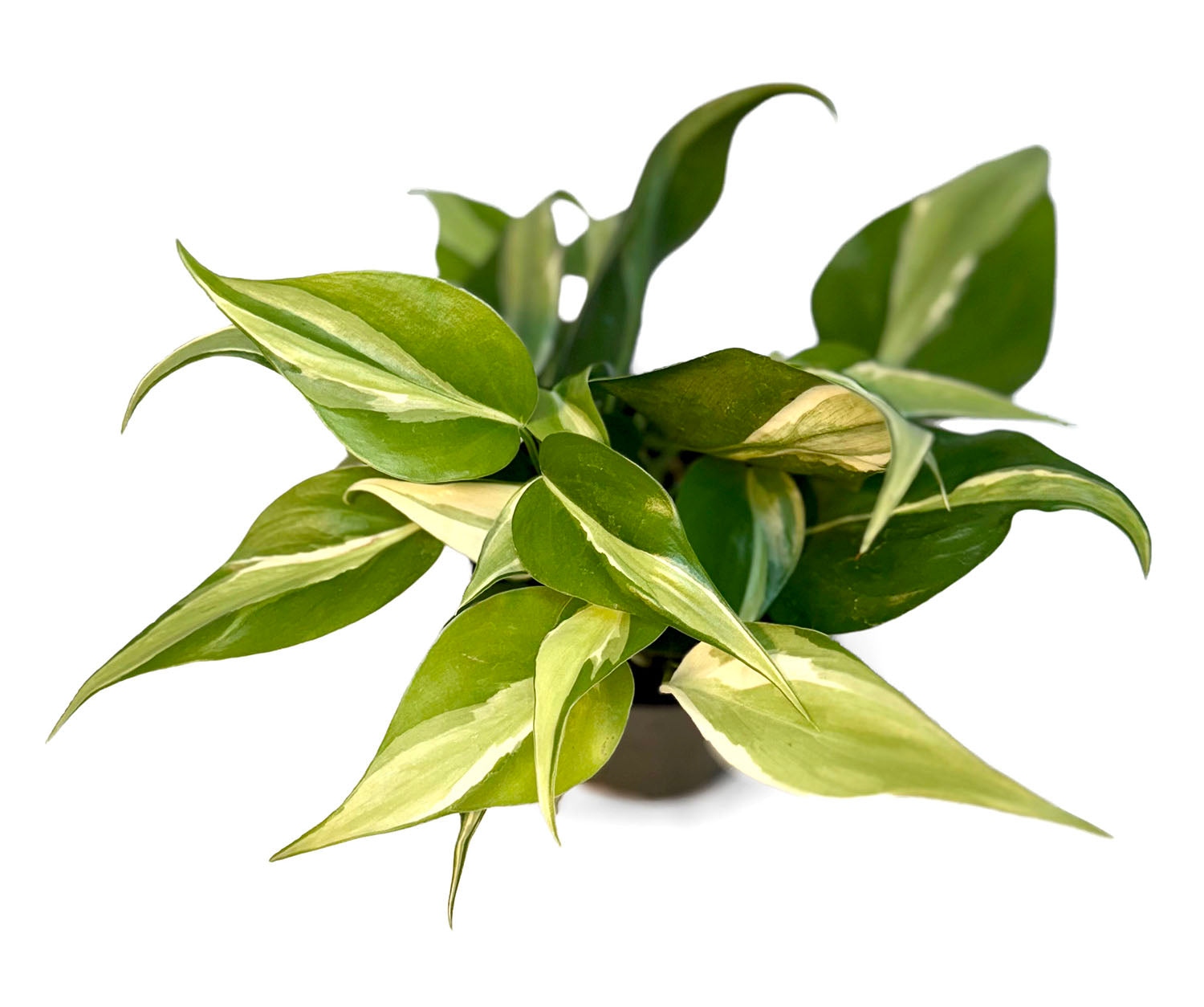 CF 4" Philodendron Silver Stripe Potted Plant