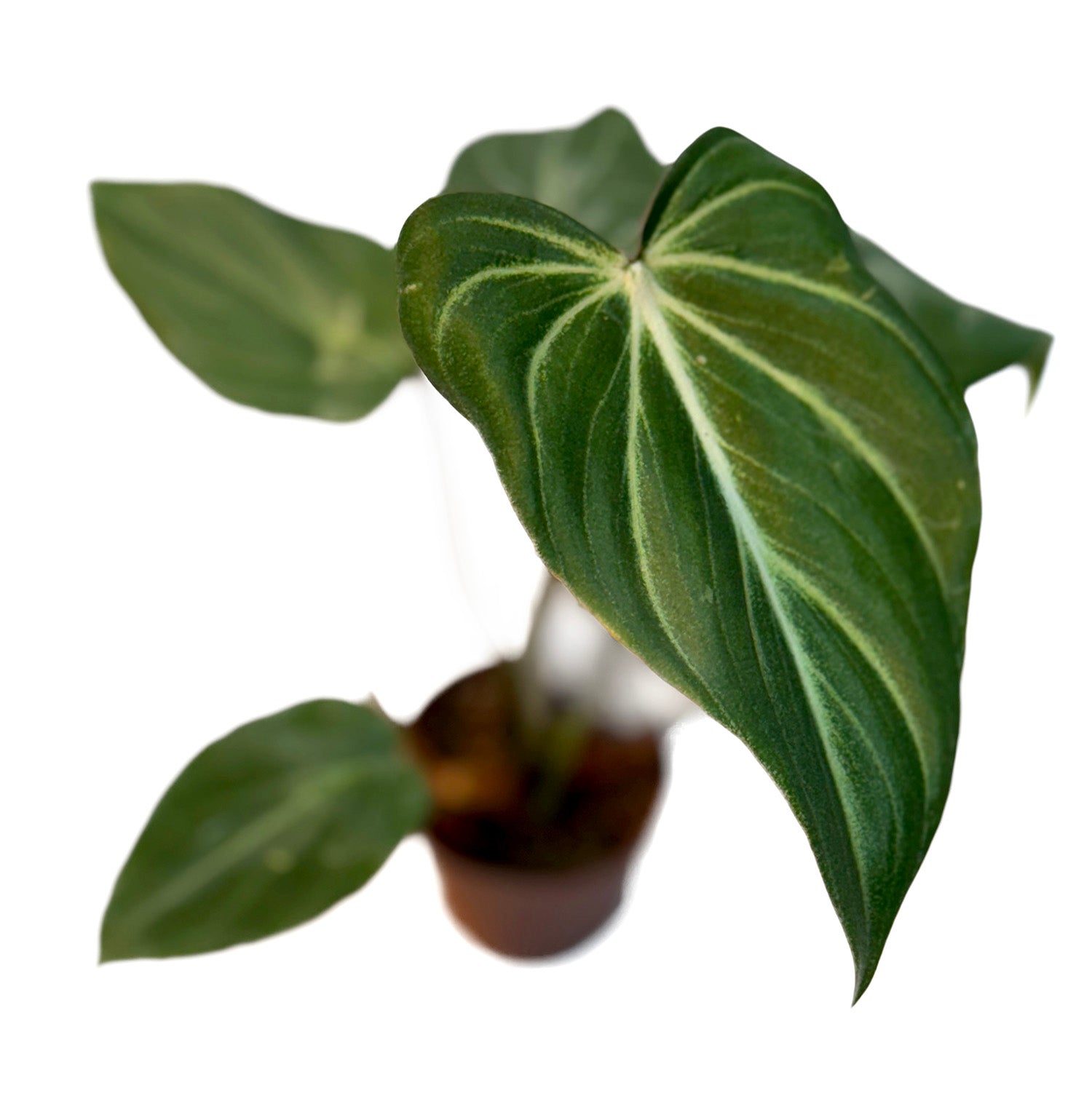 CF 2" Philodendron Assorted Potted Plant