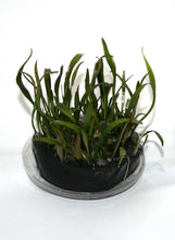 Load image into Gallery viewer, Cryptocoryne Willisii Tissue Culture Cup