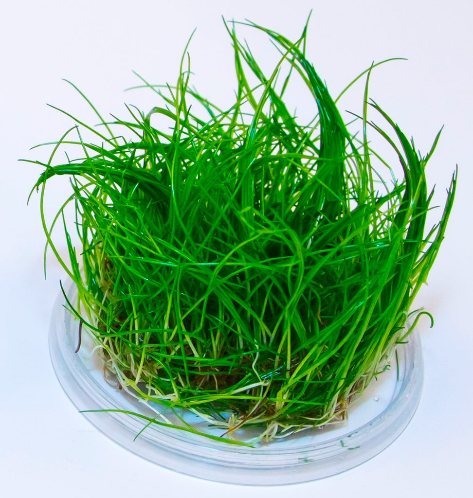 Mini Dwarf Hair Grass / 'Eleocharis acicularis (minima)' Tissue Culture Cup