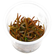 Load image into Gallery viewer, Hygrophila Lancea &#39;Araguaia&#39; Tissue Culture Cup