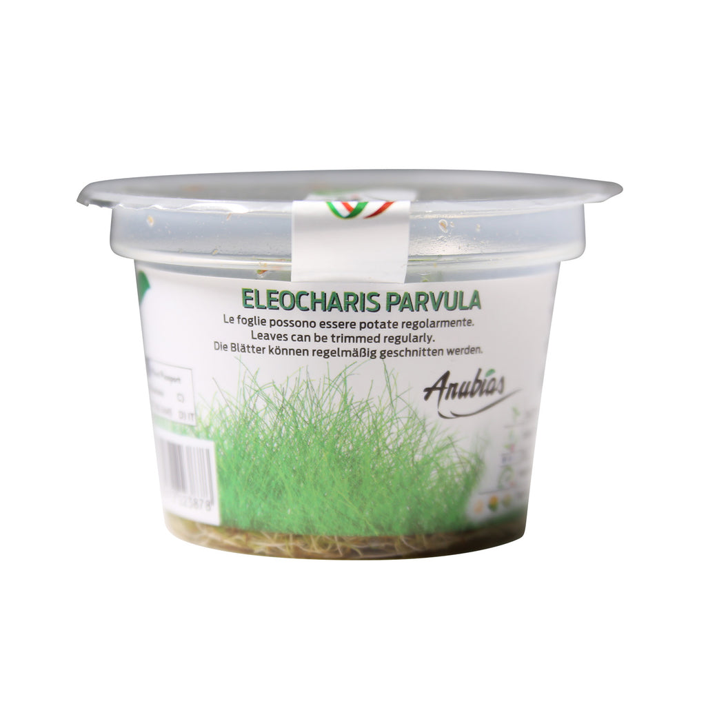 Dwarf Hair Grass / 'Eleocharis pusilla (parvula)' Tissue Culture Cup
