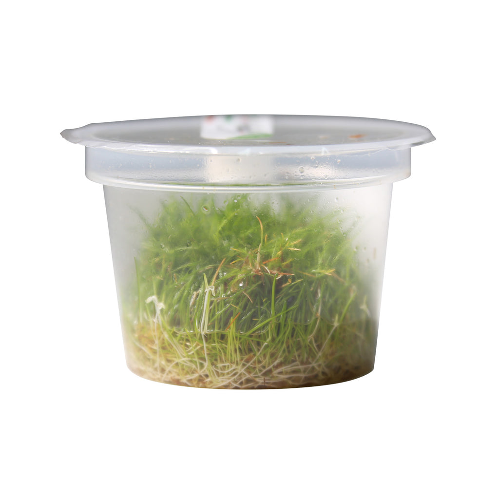 Dwarf Hair Grass / 'Eleocharis pusilla (parvula)' Tissue Culture Cup