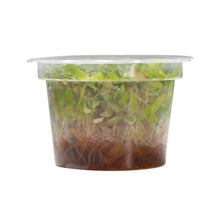 Load image into Gallery viewer, Hygrophila corymbosa &#39;Thailand&#39; Tissue Culture Cup