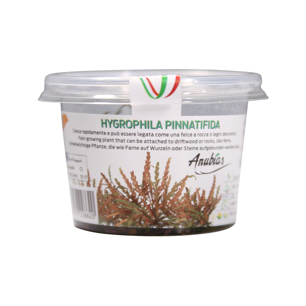 Hygrophila 'Pinnatifida' Tissue Culture Cup