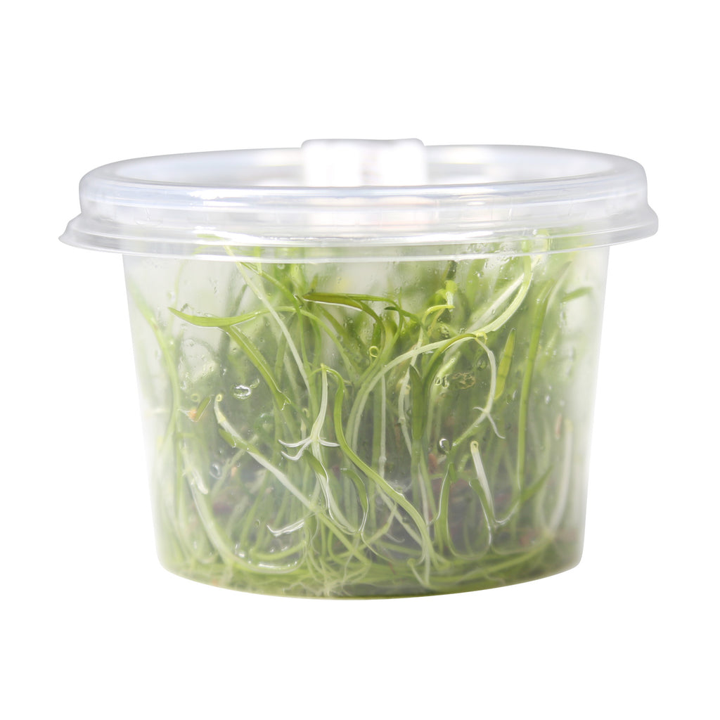 Micro Sword / 'Lilaeopsis brasiliensis' Tissue Culture Cup