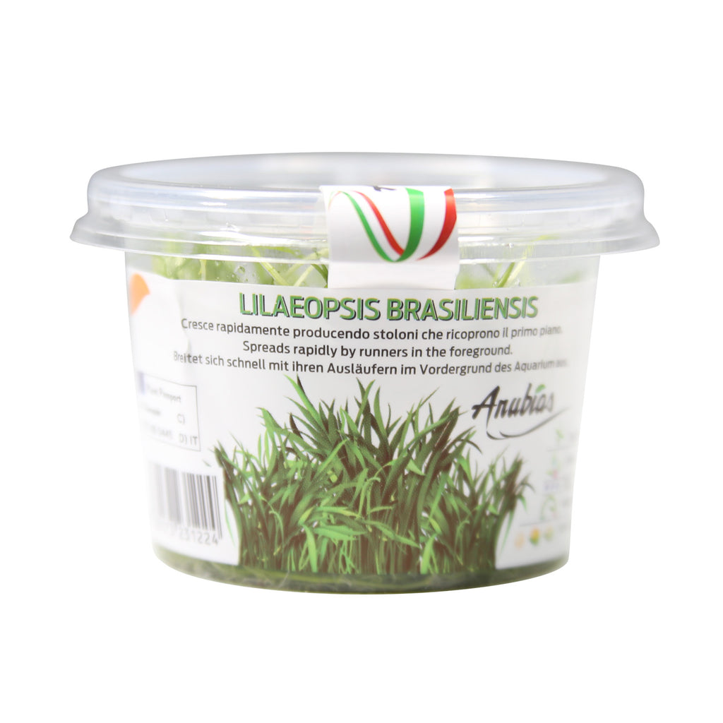 Micro Sword / 'Lilaeopsis brasiliensis' Tissue Culture Cup