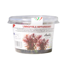 Load image into Gallery viewer, Limnophila hippuridoides Tissue Culture Cup