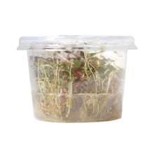 Load image into Gallery viewer, Ludwigia palustris &quot;Super Mini Red&quot; Tissue Culture Cup