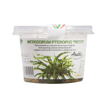 Load image into Gallery viewer, Microsorum pteropus &quot;Petite&quot; Tissue Culture Cup