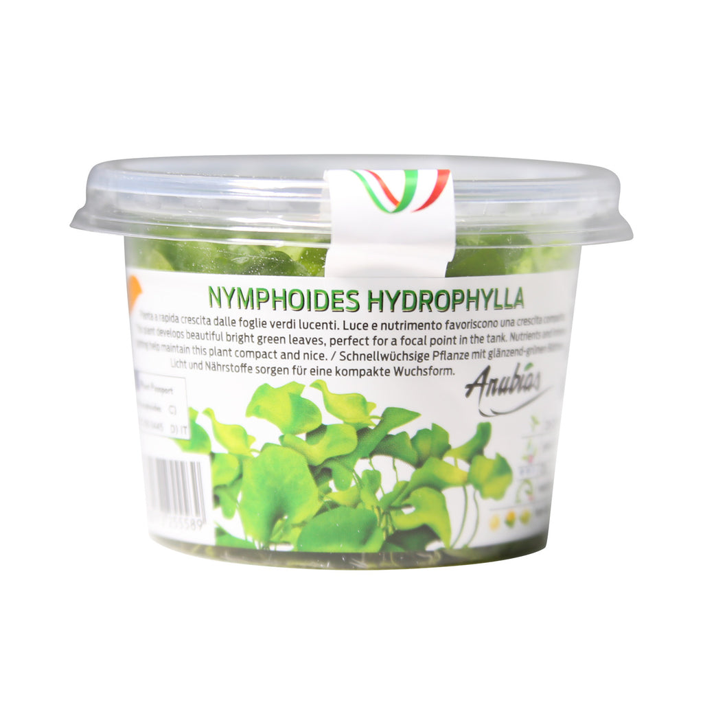Nymphoides hydrophylla Tissue Culture Cup