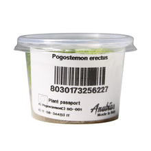 Load image into Gallery viewer, Pogostemon erectus Tissue Culture Cup