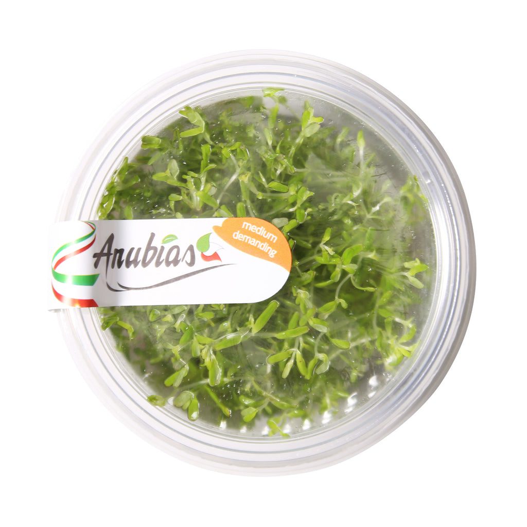 Rotala Indica / 'Rotala rotundifolia' Tissue Culture Cup