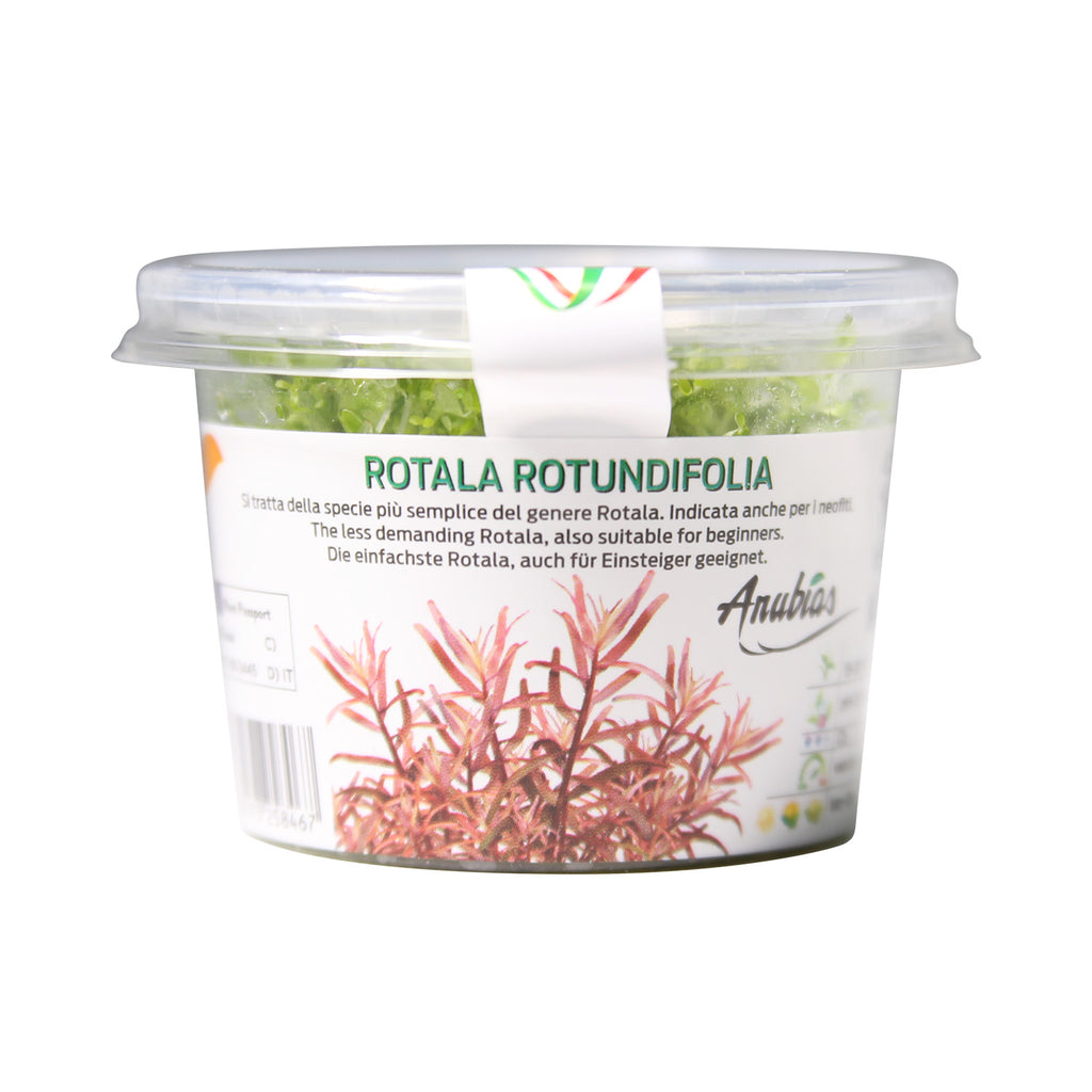 Rotala Indica / 'Rotala rotundifolia' Tissue Culture Cup