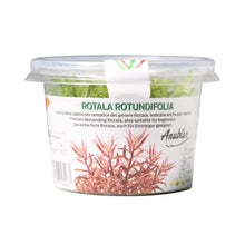 Load image into Gallery viewer, Rotala Indica / &#39;Rotala rotundifolia&#39; Tissue Culture Cup