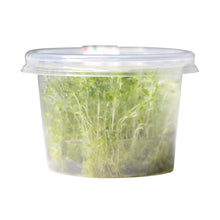 Load image into Gallery viewer, Rotala Indica / &#39;Rotala rotundifolia&#39; Tissue Culture Cup