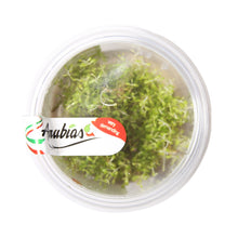 Load image into Gallery viewer, Rotala sp. &#39;Vietnam H&#39;ra&#39; Tissue Culture Cup