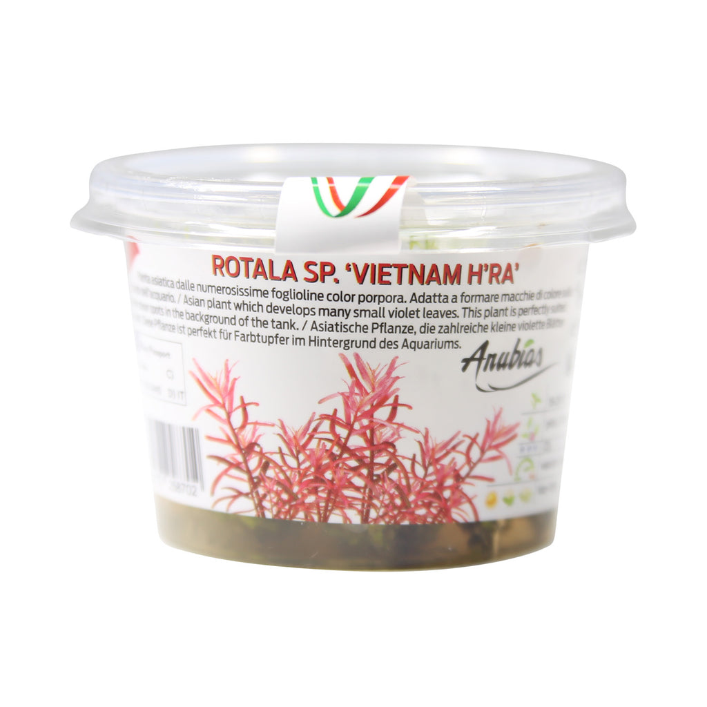 Rotala sp. 'Vietnam H'ra' Tissue Culture Cup
