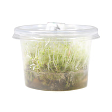 Load image into Gallery viewer, Rotala sp. &#39;Vietnam H&#39;ra&#39; Tissue Culture Cup
