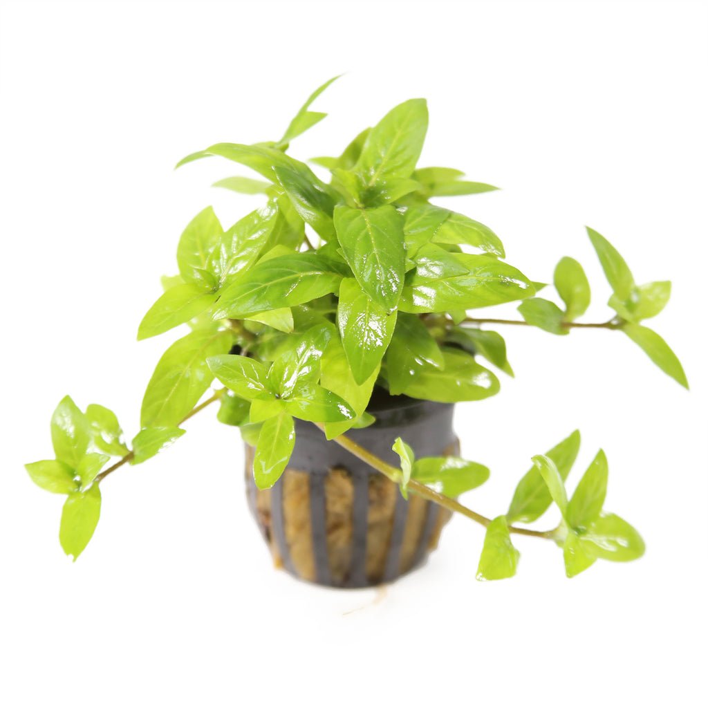 Staurogyne Repens Potted Plant