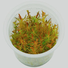 Load image into Gallery viewer, Rotala wallichii Tissue Culture Cup