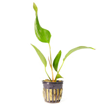 Load image into Gallery viewer, Anubias Hastifolia Potted Plant