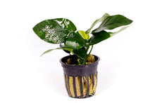 Load image into Gallery viewer, Anubias Nana / &#39;Anubias bateri var. nana&#39; Potted Plant