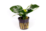 Anubias Nana / 'Anubias bateri var. nana' Potted Plant