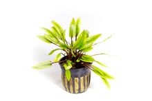 Load image into Gallery viewer, Cryptocoryne Wendtii Green Potted Plant