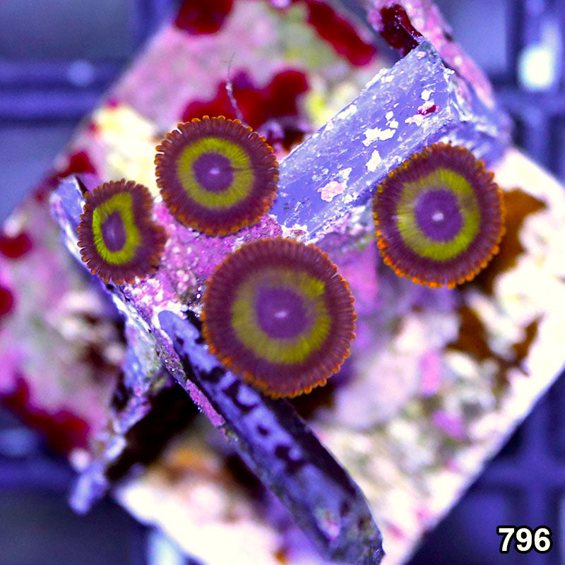 Item#796A9789(FB) WYSIWYG Taiwan Fruit Loop Zoanthid Frag Default Title