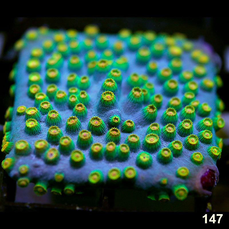 Item#147A9742(S) WYSIWYG Indo Cultured Sponge Bob Cyphastrea Large Frag Default Title