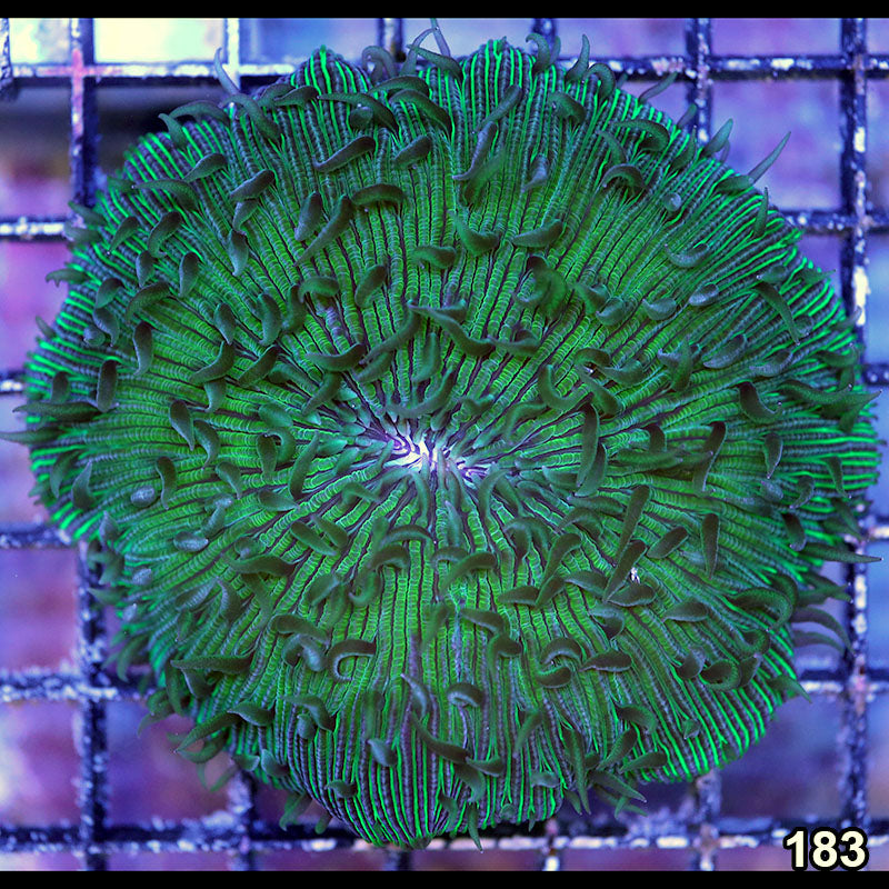 Item#183A9862(M) WYSIWYG Aussie Ultra Medium Plate Coral Default Title