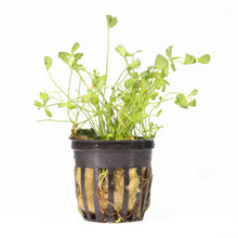 Load image into Gallery viewer, Dwarf Four Leaf Clover (Marsilea Hirsuta) Potted Plant