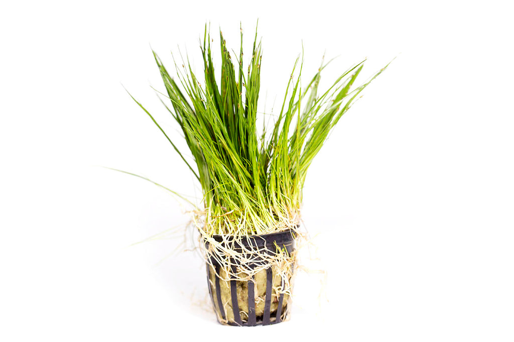 Dwarf Hair Grass / 'Eleocharis pusilla' Potted Plant
