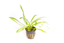 Load image into Gallery viewer, Dwarf Sagittaria (Sagittaria Subulata) Potted Plant