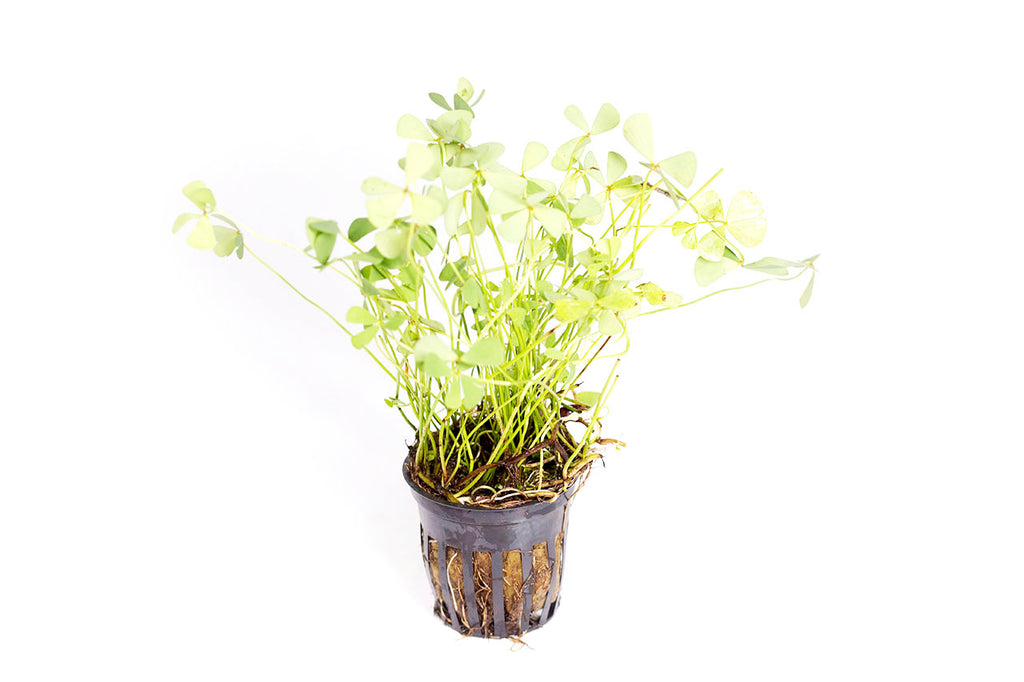 Four Leaf Clover / 'Marsilea hirsuta' Potted Plant