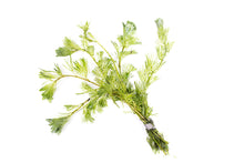 Load image into Gallery viewer, Green Cabomba (Bunch Plant consisting of 3 to 5 stems) Cabomba caroliniana
