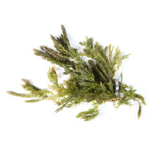 Load image into Gallery viewer, Hornwort / &#39;Ceratophyllum demersum&#39; Bunch Consisting of 3 to 5 Stems
