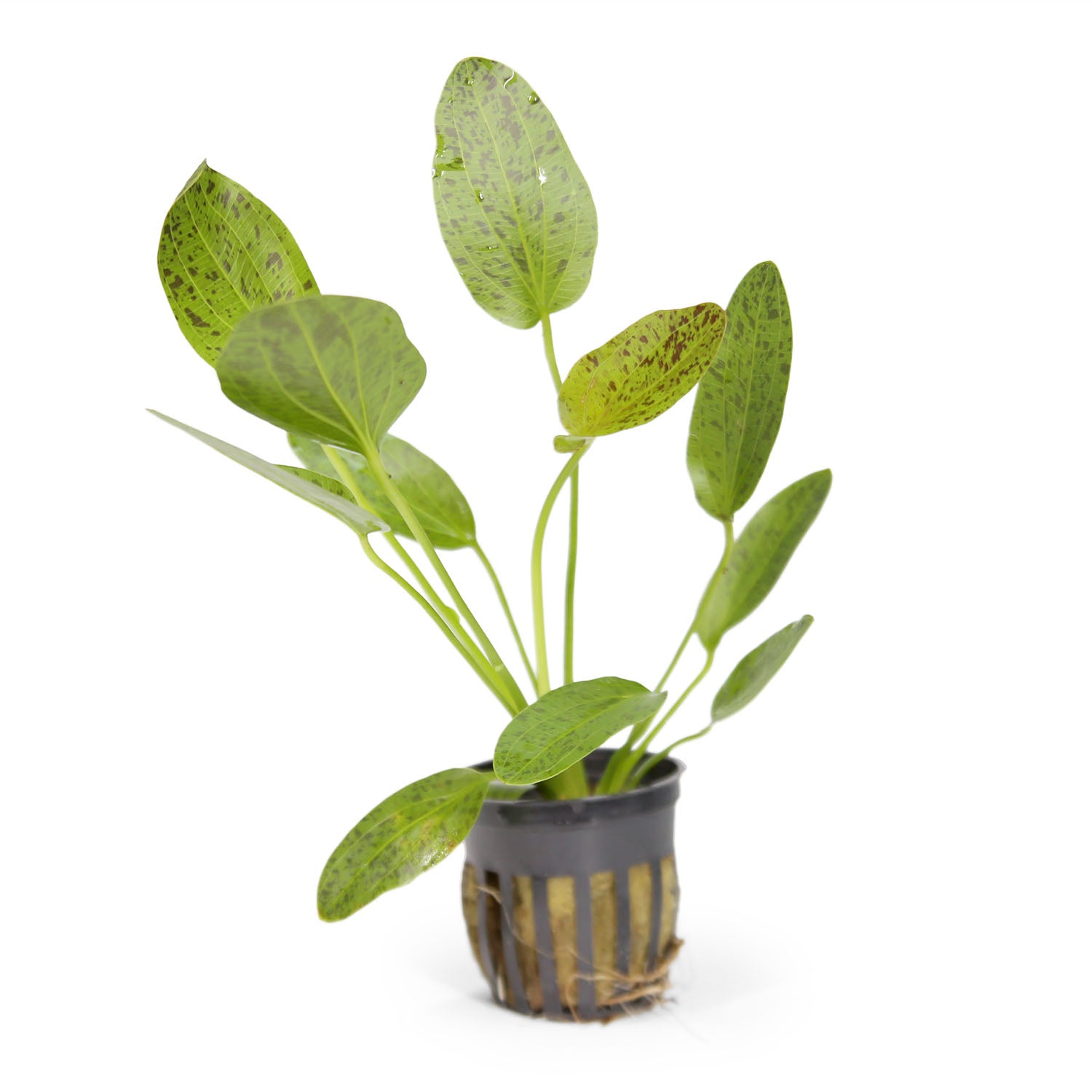 Green Ozelot Sword / 'Echinodorus 'Ozelot Green'' Potted Plant