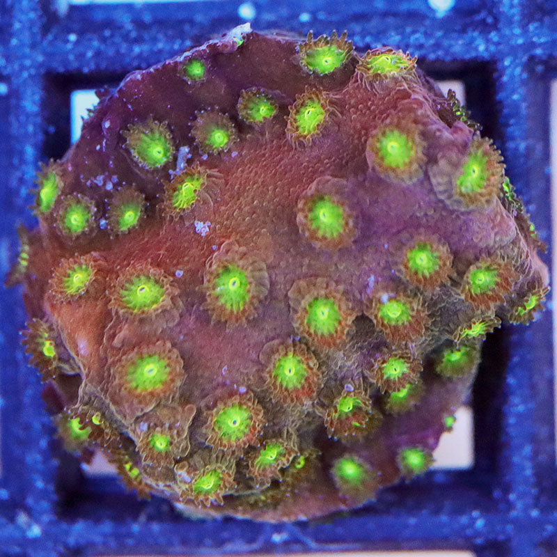 Item#A6713(FB) Cultured Hand Selected Bling Bling Cyphastrea Frag Default Title
