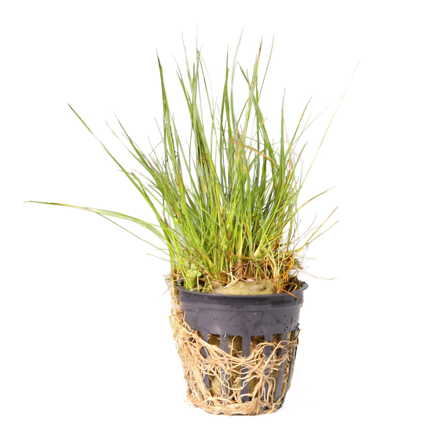 Mini Dwarf Hair Grass (Eleocharis Acicularis) Potted Plant