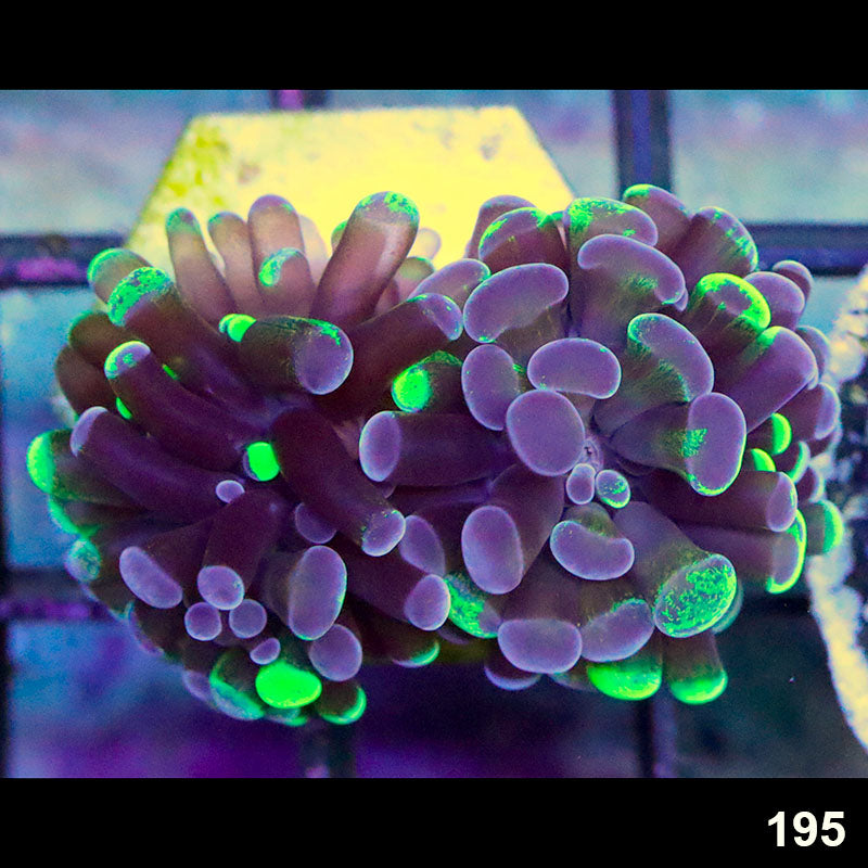 Item#195A9433(FB)) GRS Cultured Hand Selected Toxic Splatter Single Head Branching Hammer Default Title