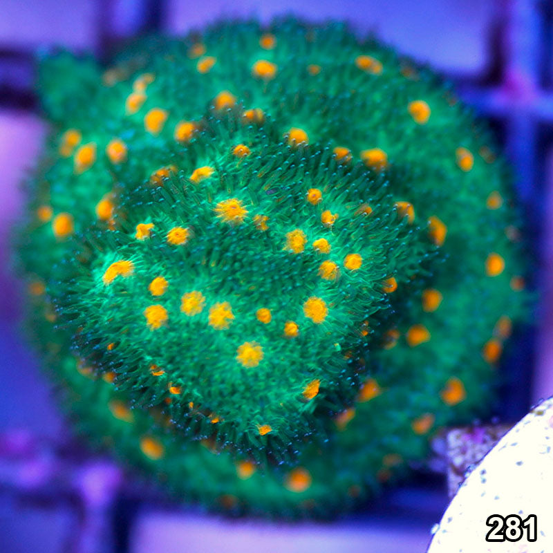 Item#281A9548(FB) GRS Cultured Hand Selected John Deer Psammacora Frag Default Title